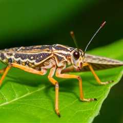 Understanding the Risks: What to Do About a Cricket Insect Bite