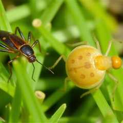 Understanding the Battle: Chigger vs Clover Mite and How to Manage Them