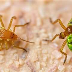 Clover Mite vs Chigger: Understanding the Key Differences and How to Manage Them