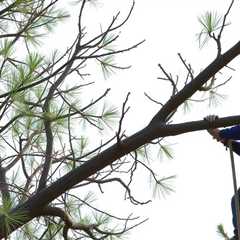 Tree Service Orem UT 84097