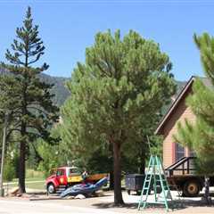 Tree Service Park City UT 84098