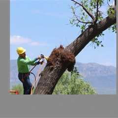 Tree Removal Salt Lake City UT 84107 Truco Services Inc