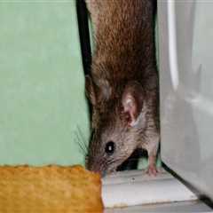 Inspection for Pests and Rodents: Tips for Building Maintenance and Home Improvement Projects