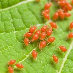 Can clover mites damage plants?