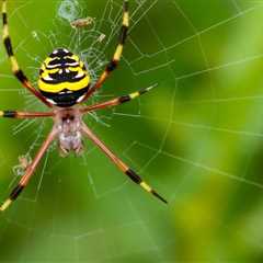 Do Joro Spiders Eat Mosquitoes? Unraveling the Truth Behind Their Diet