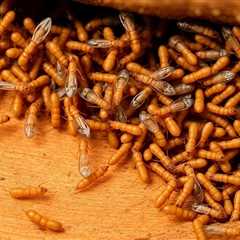 how to get rid of swarmer termites