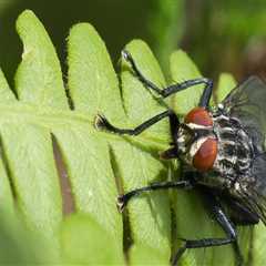 Outdoor Pest Control In Albuquerque, NM: Why Experts Make All The Difference