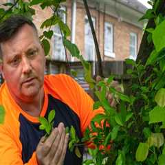 Understanding and Treating Diseases and Pests in Outdoor Spaces
