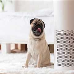 All You Need to Know About Air Purifiers and Cleaners
