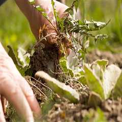 Dealing with Weeds and Pests: Tips for Maintaining an Outdoor Space