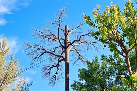 Power Line Tree Trimming Ogden UT | Bankruptcy Attorney Orem