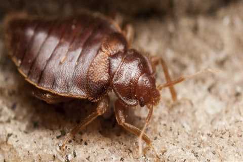 Why New York Needs Professional Bed Bug Exterminator Services For Organic Pest Control