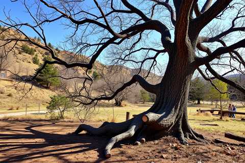 Tree Felling Boundaries Pleasant Grove UT