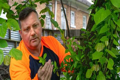 Understanding and Treating Diseases and Pests in Outdoor Spaces