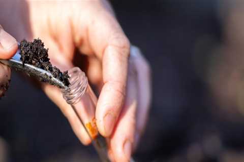 Regular Soil Testing and Amendments: Tips for Maintaining a Healthy Outdoor Space