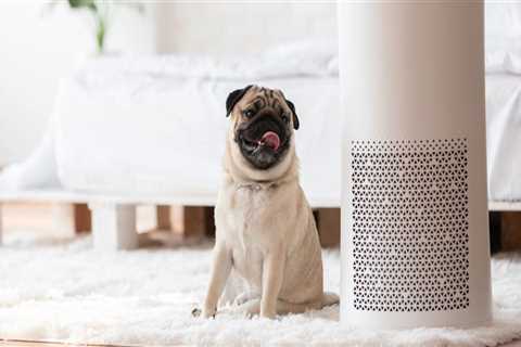 All You Need to Know About Air Purifiers and Cleaners