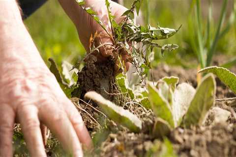 Dealing with Weeds and Pests: Tips for Maintaining an Outdoor Space