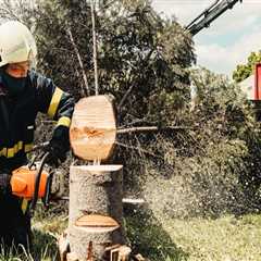 Boost Curb Appeal With Tree Felling Services Using Forestry Equipment In Kalamazoo, MI