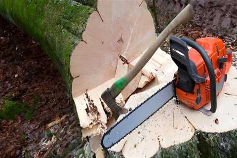 How Grass Seed Can Complete Your Lawn Makeover After Tree Removal In Kalamazoo, MI