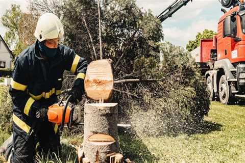 Boost Curb Appeal With Tree Felling Services Using Forestry Equipment In Kalamazoo, MI