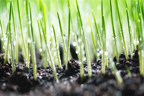 The Benefits Of Professional Tree Care Services In Leander: Establishing Grass Seed In Your Yard