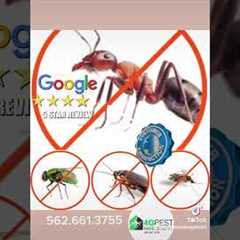 Pest Control