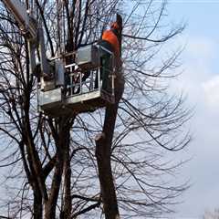 Reaching New Heights: How Crane Tree Removal Safely Handles the Toughest Jobs