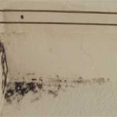 Why Pest Control Is Essential For Effective Mold Inspection In Your Business In Las Vegas