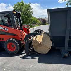 Expert Tree Removal Services Neola
