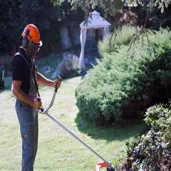 Why Combining Tree Care Services And Lawn Care Creates Lasting Results In Round Rock