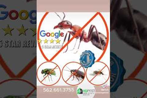 Pest Control