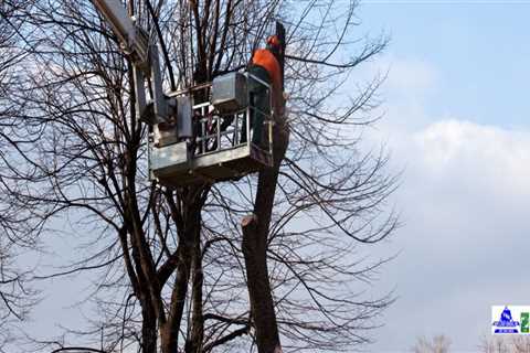 Reaching New Heights: How Crane Tree Removal Safely Handles the Toughest Jobs