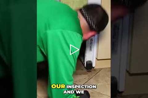 Effective Strategies to Attract American Roaches