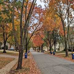 What Makes A Tree Care Solutions Company The Best Choice For Tree Trimming In Johnson City