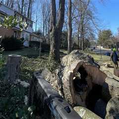 From Poison Ivy Removal To Tree Service: Creating Safer Landscapes In Pembroke Pines