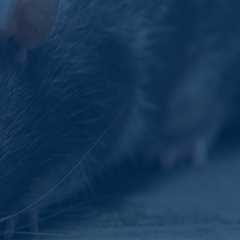 From Branches To Basements: Rodent Control Service In Longwood, FL After Tree Maintenance