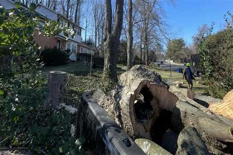 From Poison Ivy Removal To Tree Service: Creating Safer Landscapes In Pembroke Pines