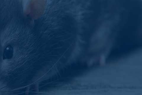 From Branches To Basements: Rodent Control Service In Longwood, FL After Tree Maintenance