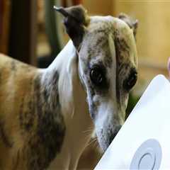 How Maid Services Adapt to Homes With Pets Without Disrupting Daily Life