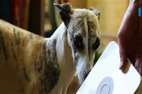 How Maid Services Adapt to Homes With Pets Without Disrupting Daily Life