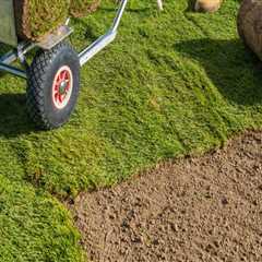Maximising Your Investment: How Routine Landscape Maintenance Protects New Grass Seed In Manchester