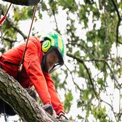 Protecting Your Investment: How A Professional Landscaping Service Minimizes Wear On Forestry..