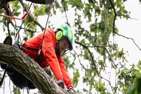 Protecting Your Investment: How A Professional Landscaping Service Minimizes Wear On Forestry..