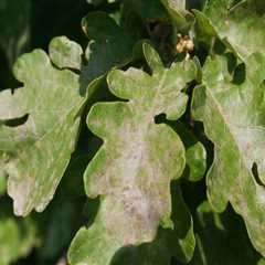 Protect Your Leander Oaks: Effective Oak Wilt Prevention & Treatment