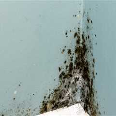 The Most Common Places Mold Grows in Homes