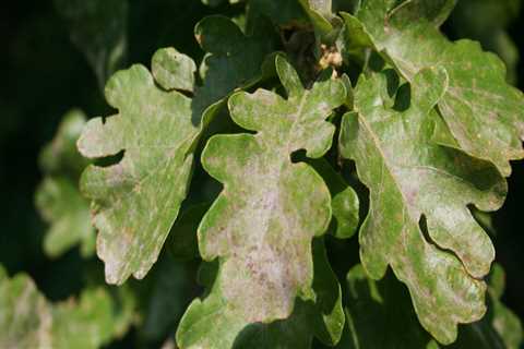 Protect Your Leander Oaks: Effective Oak Wilt Prevention & Treatment