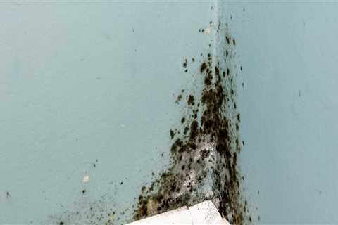 The Most Common Places Mold Grows in Homes