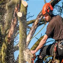 Why Most Tree Felling Accidents Begin With Poor Site Assessment