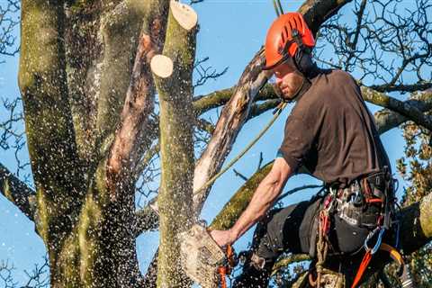 Why Most Tree Felling Accidents Begin With Poor Site Assessment