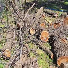 Professional Tree Felling & Pest Control in Fayetteville